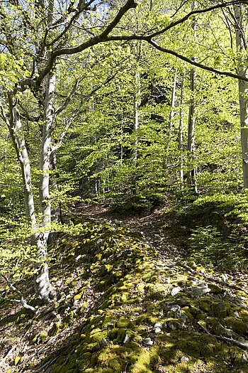 Wanderweg zur Falkenstein über dem Höllental