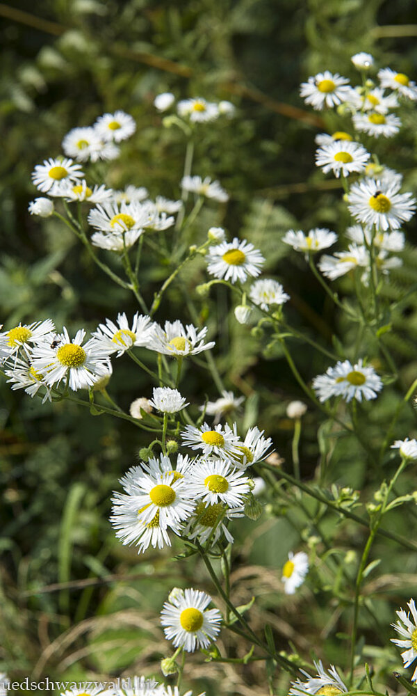 Gemeiner Feinstrahl bei Bad Herrenalb