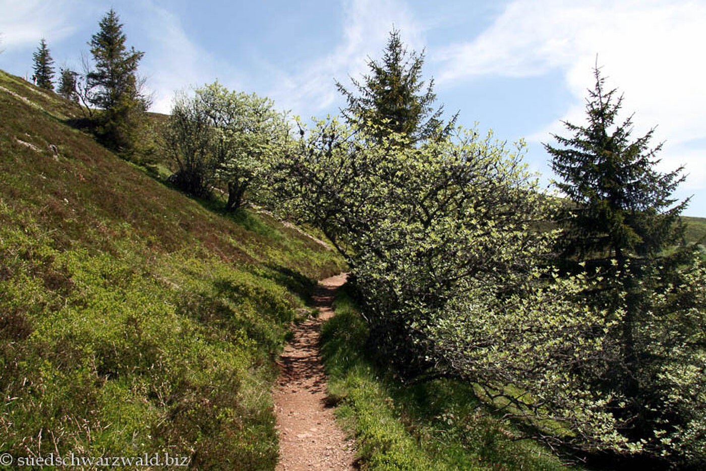 Maulbeerbäume am Weg unterm Belchen