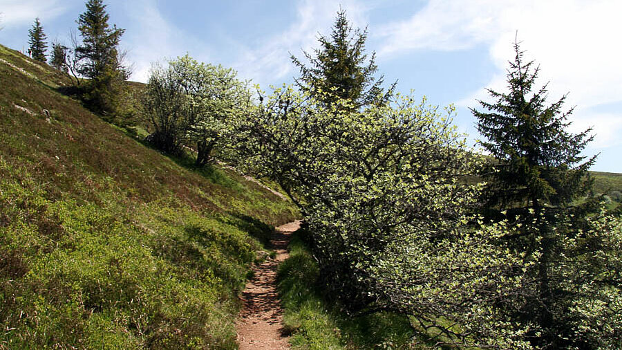 Maulbeerbäume am Wegesrand