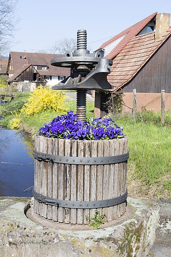 mit Stiefmütterchen bepflanzte alte Weinpresse in Unterentersbach
