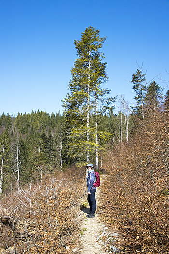 Wanderung von Bernau zur Gisibodenalm