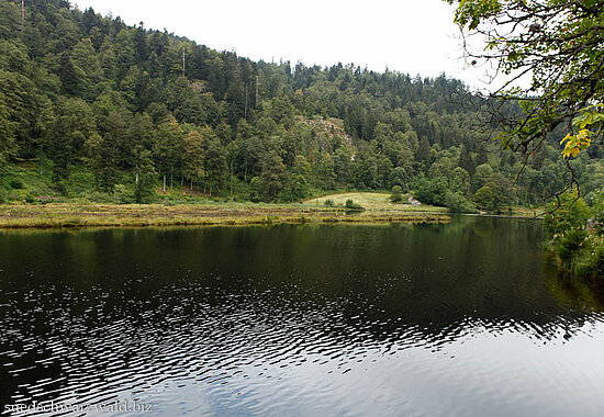 Blick über das dunkle Wasser des Nonnenmattweihers