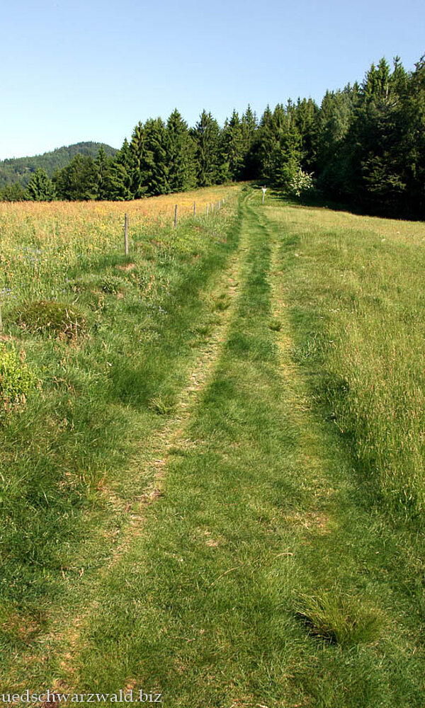 Wanderung ab der Passhöhe Hau auf den Belchen