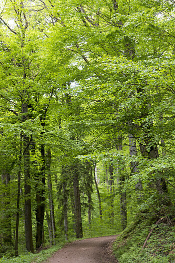 Zweiburgenweg bei Wehr