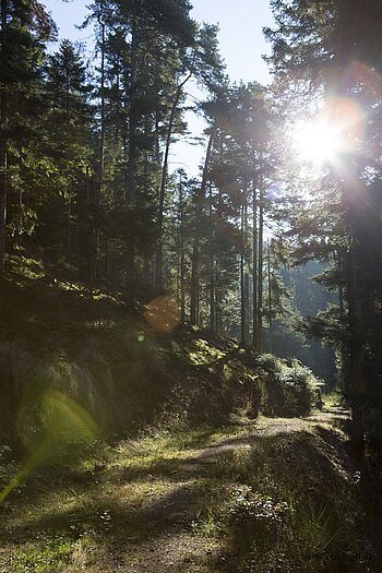 Sonnenstrahlen im Wald über dem Bernecktal