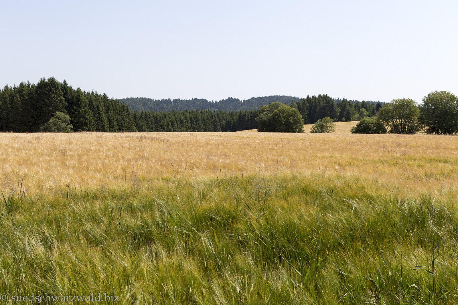 Blick über reife Weizenfelder bei Brenden im Rothauser Land