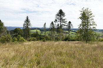 Auf dem Hornberg von Herrischried