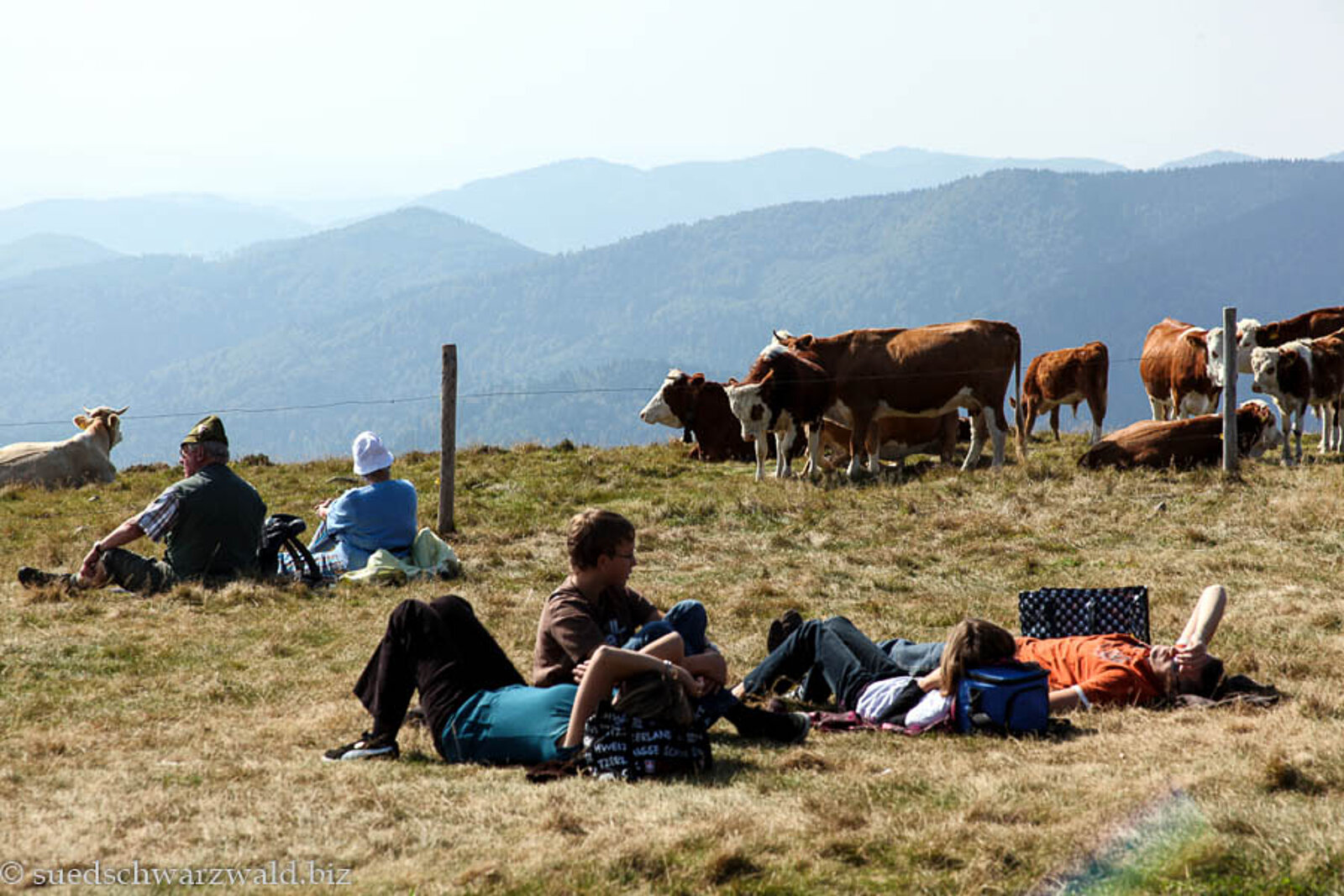 Wanderer und Rinder auf dem sonnigen Gipfel des Schwarzwald-Belchen
