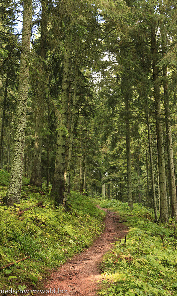 Wanderweg auf den Hochfirst