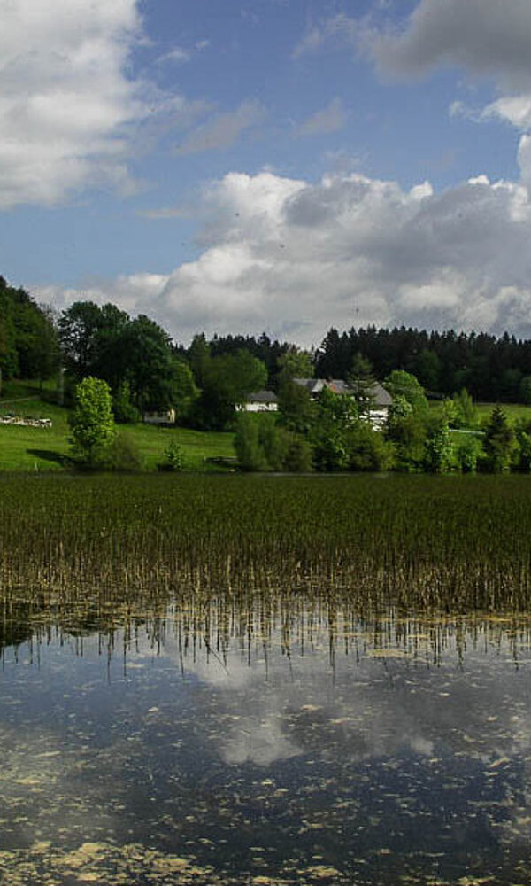 Blick über den Klosterweiher bzw. Horbacher See