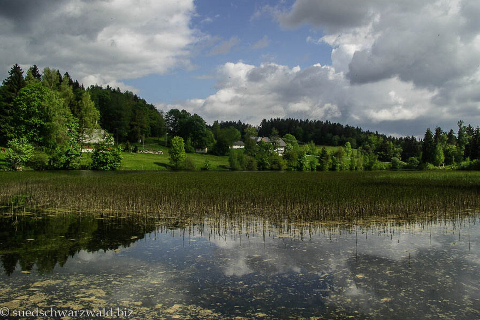 Blick über den Klosterweiher bzw. Horbacher See in der Gemeinde Dachsberg