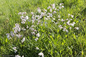 Taubenkropf-Leimkraut (Silene vulgaris), auch Gewöhnliches Leimkraut oder Klatschnelke