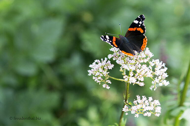 Admiral (Vanessa atalanta)