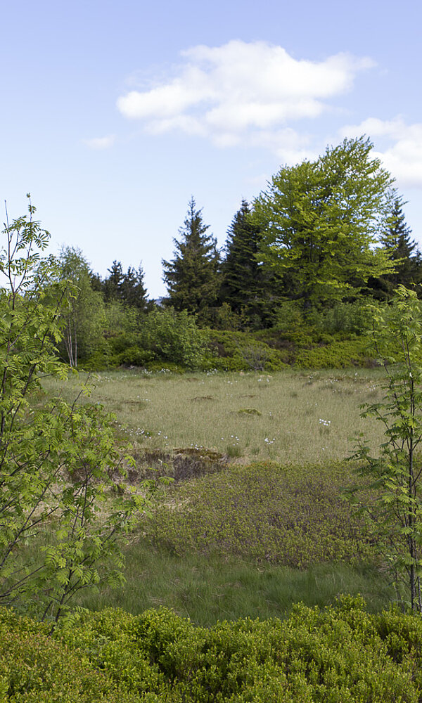 Röschenschanze
