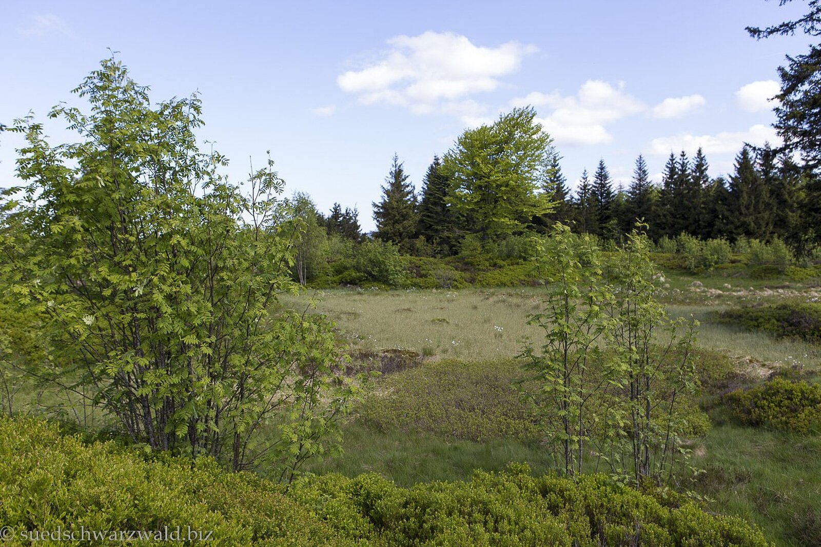 Röschenschanze am Schliffkopf – eine alte Wehranlage im Schwarzwald