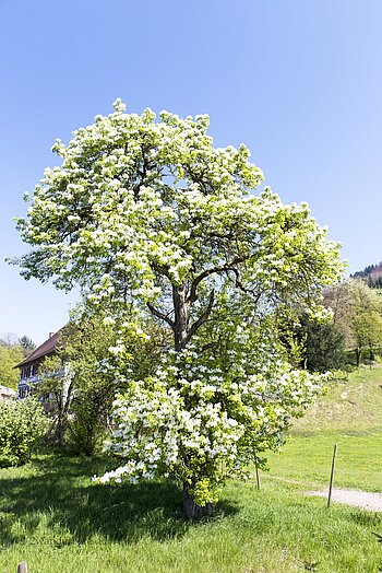 reich blühender Obstbaum am Tälerpfad bei Gengenbach