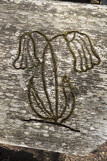 Glockenblume als Bankverzierung