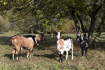 Ziegen am Hungerberg bei Indlekofen
