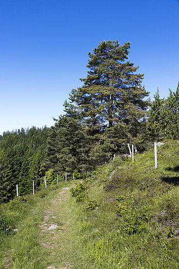 Bergbaurundweg von Dachsberg