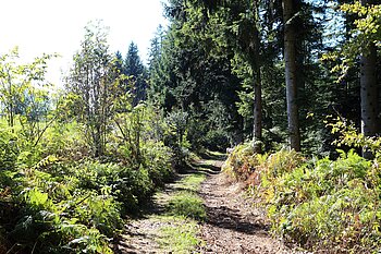 Wanderweg im Bernecktal