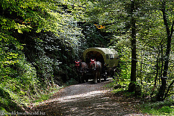 Pferdegespann auf der alten Murgtalstraße