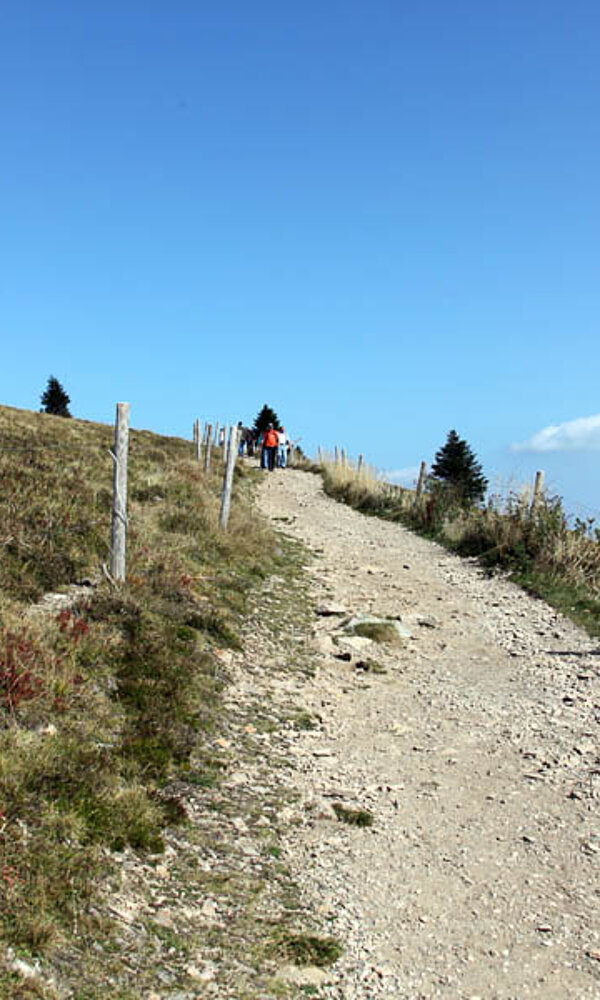 Gipfelrundweg zwischen Belchenhaus und Gipfel
